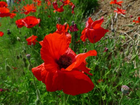 虞美人種植|虞美人草 (Papaver rhoeas) 照顧，種植，繁殖，開花時間